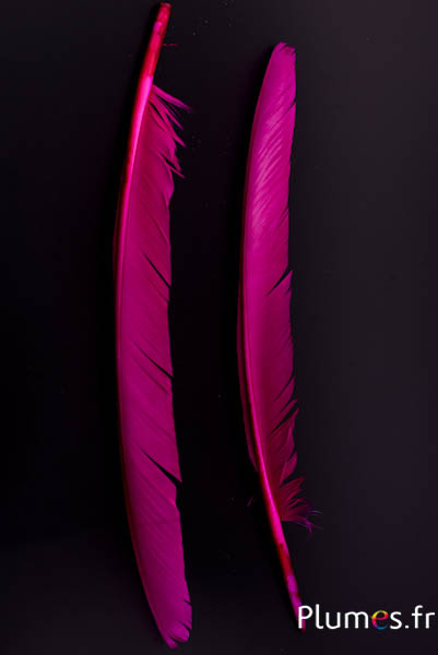 Cygne - 35-40 cm - fuchsia